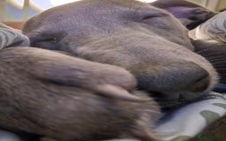 Whippet dogs for sale: Beautiful Male Whippet Puppy - Image 5
