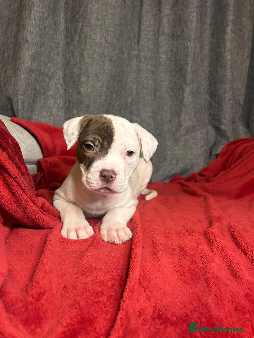 American Bulldog dogs for sale: American Bulldog - Image 28