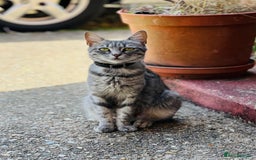 Mixed Breed cats for sale: Four Little Pawsomes Looking for Forever Homes!  - Image 13