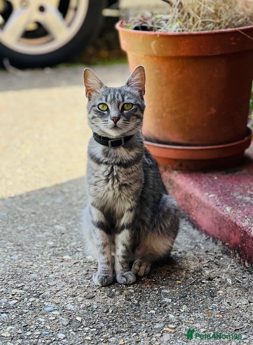Mixed Breed cats for sale: Four Little Pawsomes Looking for Forever Homes!  - Image 13