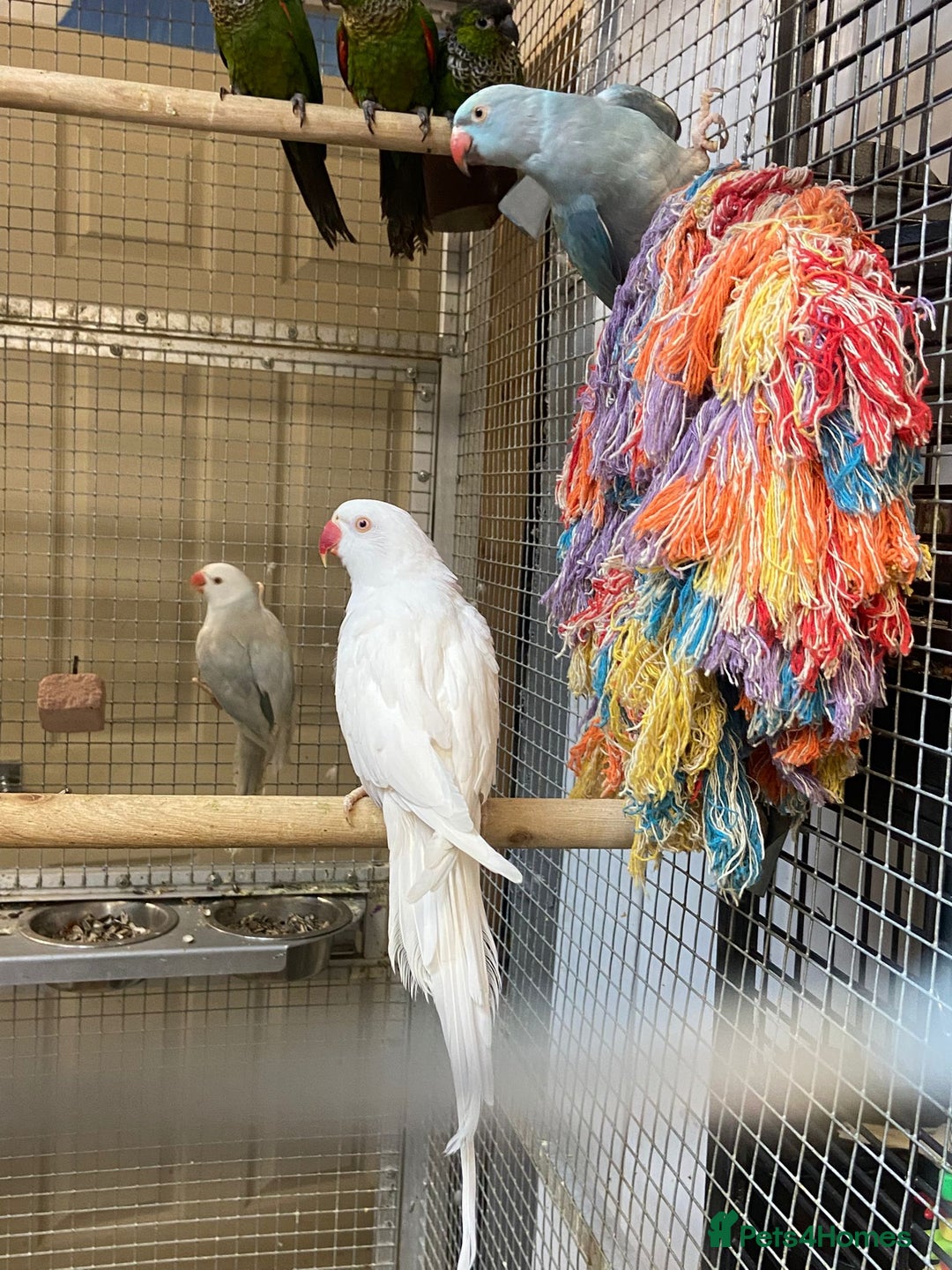 Parrots birds for sale: LOOK! BIRDS/PARAKEETS/PARROTS AVAILABLE  - Image 13