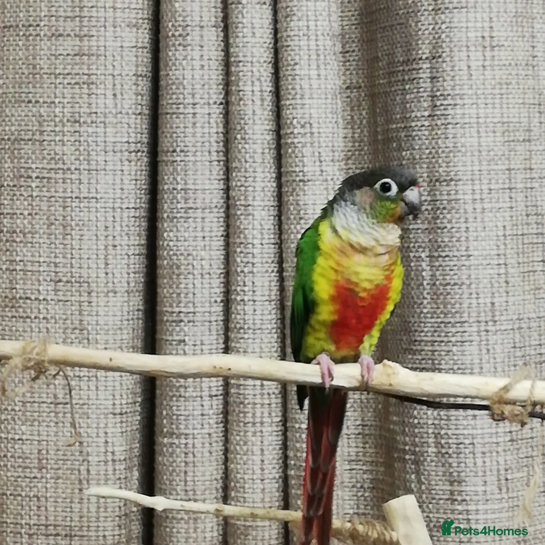Conures birds for sale: Green Cheek Conure  in Sheffield - Advert 2