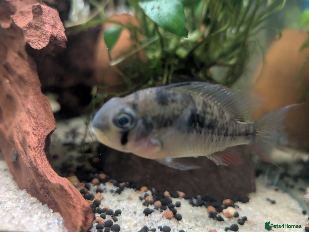 Plecos fish for sale: Cracked Zebra Plecos, Clown Plecos and More  - Advert 6