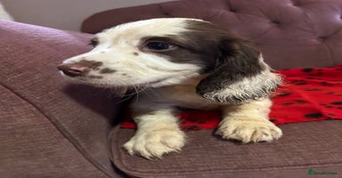 English Springer Spaniel dogs - Advert 11
