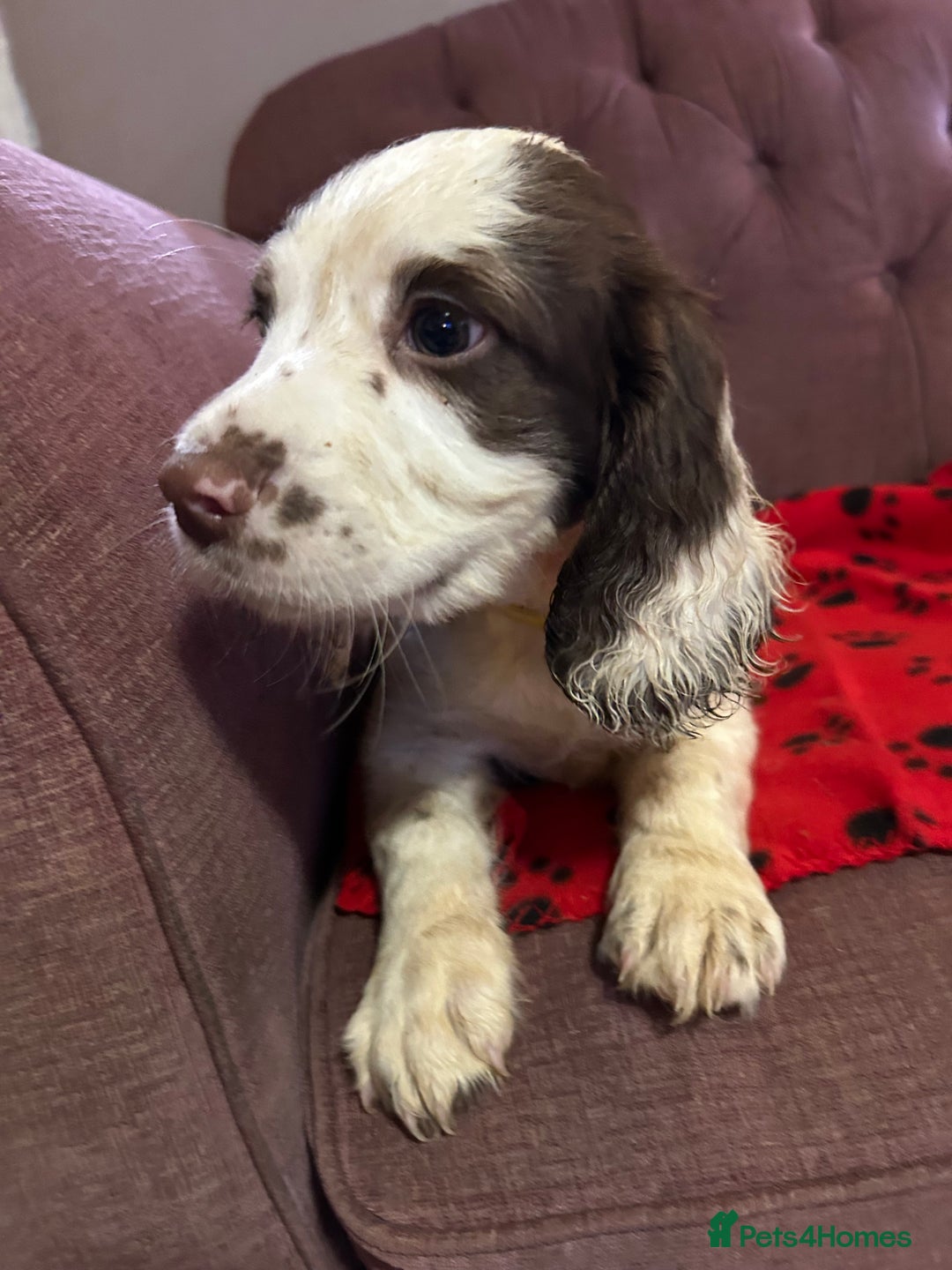 English Springer Spaniel dogs for sale: Stunning English springer spaniel puppies  - Image 3