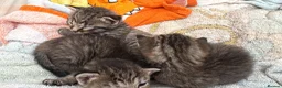 Domestic Shorthair cats for sale: 1 Ginger and 3 Tabby kittens  in Aylesbury - Advert 7