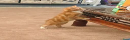 Mixed Breed cats for sale: Kitten - Advert 5