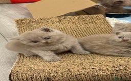 British Shorthair cats for sale: Price reduced Reg gccf Liliac BSH two female  - Image 3