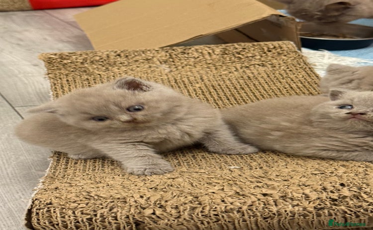 British Shorthair cats - Advert 5