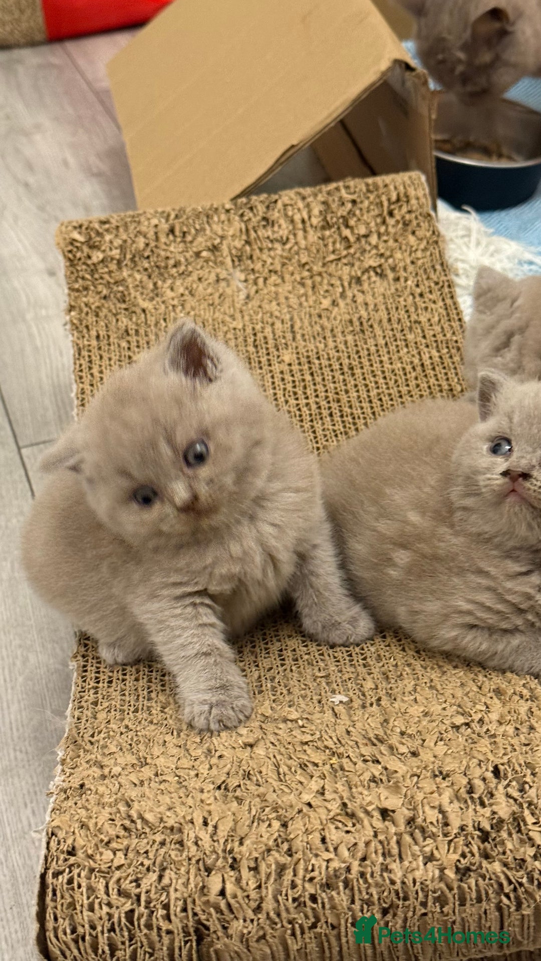 British Shorthair cats for sale: Price reduced Reg gccf Liliac BSH two female  - Image 3