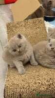 British Shorthair cats - Advert 14