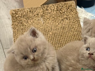 British Shorthair cats - Advert 6