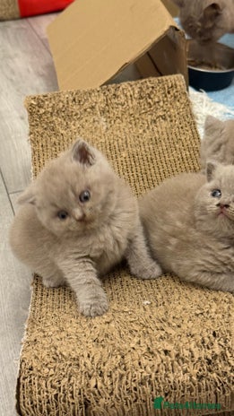 British Shorthair cats - Advert 4