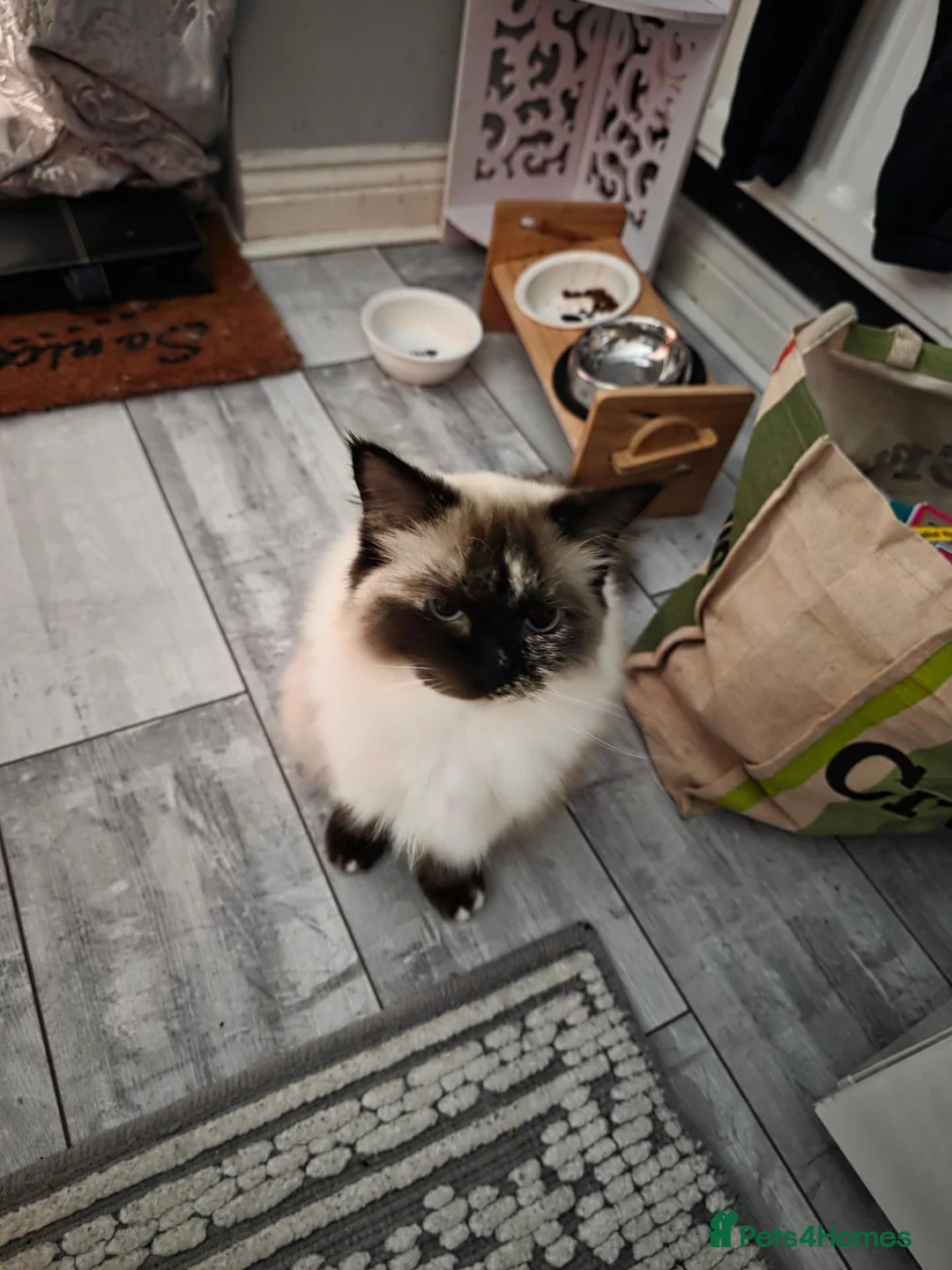 Ragdoll cats for sale: Lonely ragdoll in need of company and new home - Advert 5