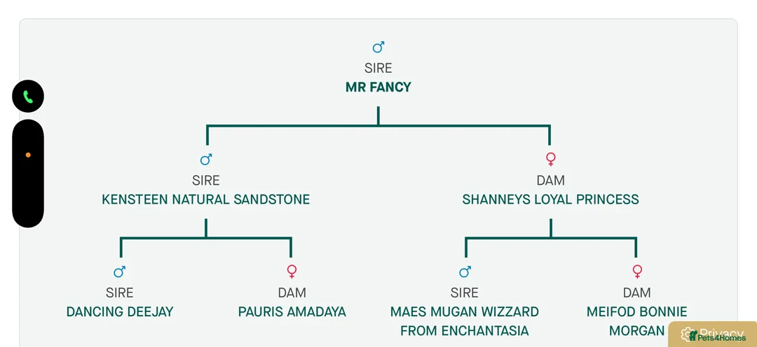 German Shepherd dogs for sale: German Shepard boy  - Advert 5