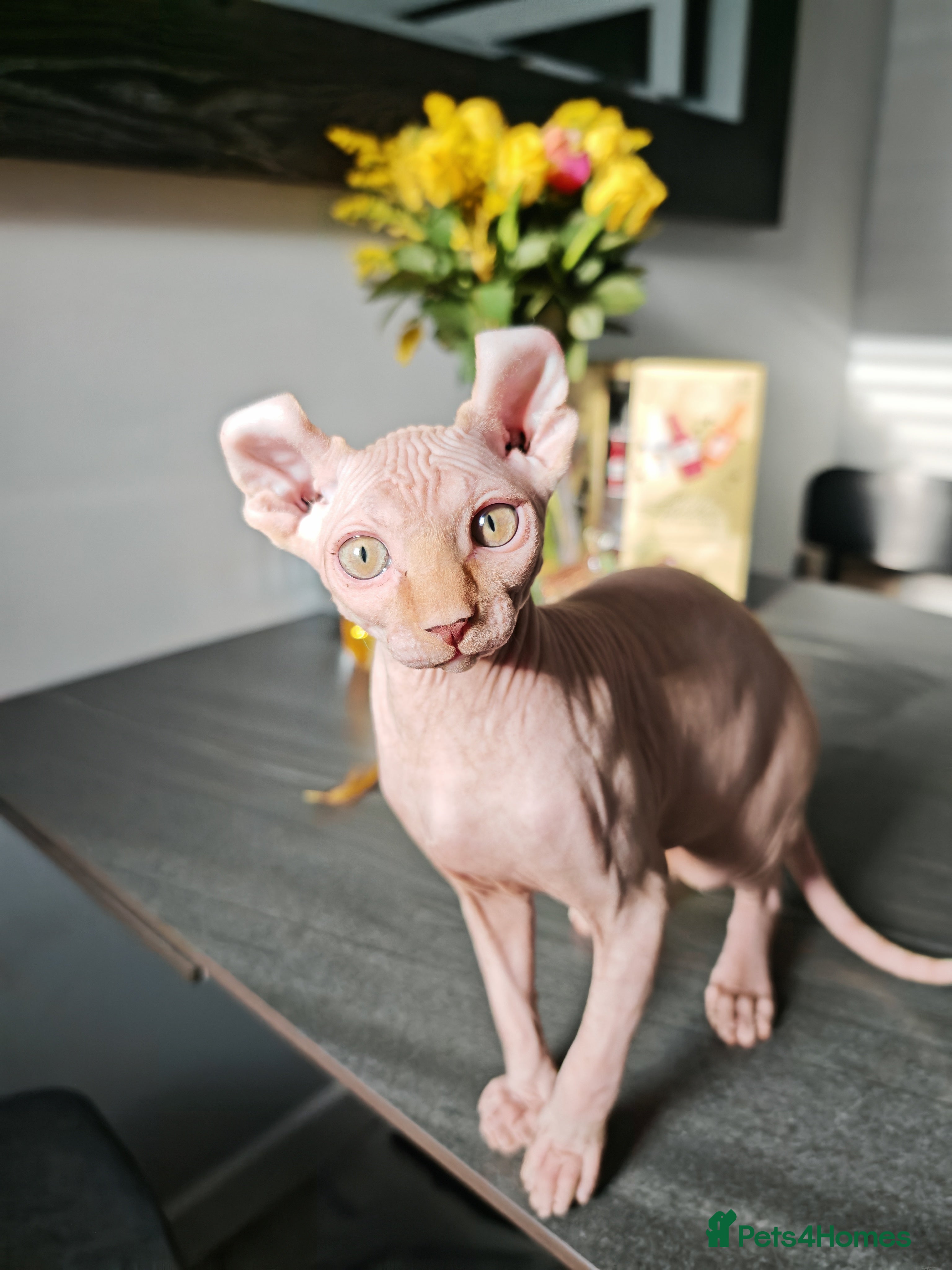 Sphynx cats 2 Ginger Unique Elf Boys left! READY NOW - Advert 6