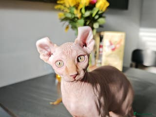 Sphynx cats 2 Ginger Unique Elf Boys left! READY NOW - Advert 1