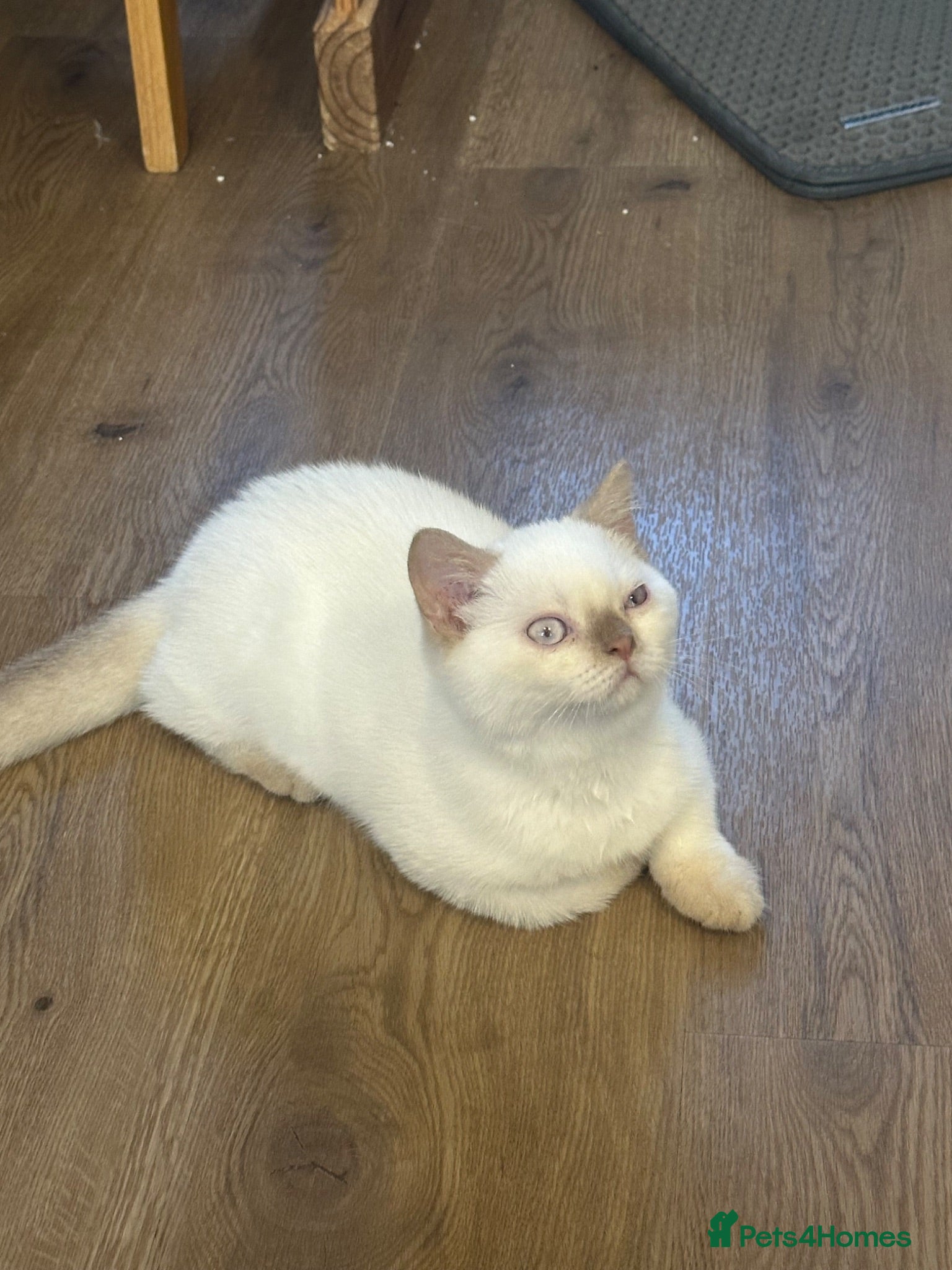 British Shorthair cats British shorthair rare colors  - Advert 1