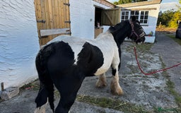 Irish Cob horses for sale: For sale 4 years mare - Image 10