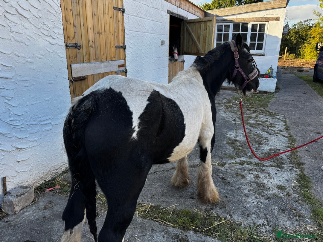 Irish Cob horses for sale: For sale 4 years mare - Image 10