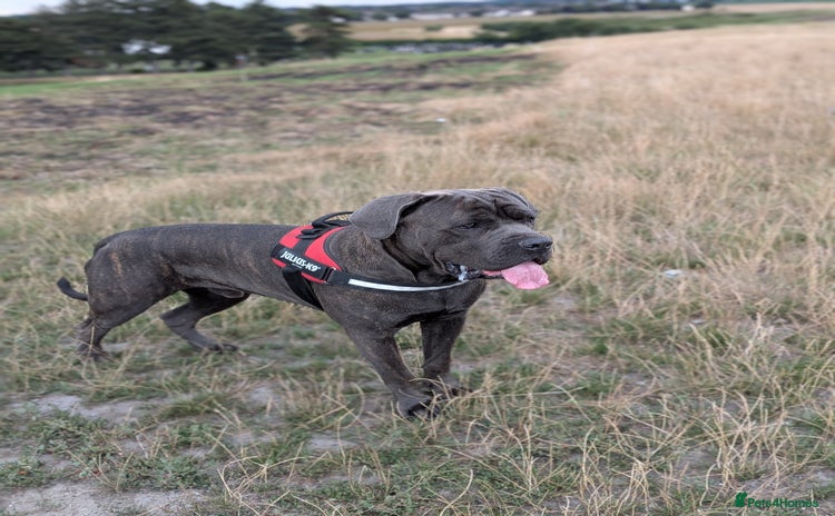 Cane Corso dogs - Advert 1