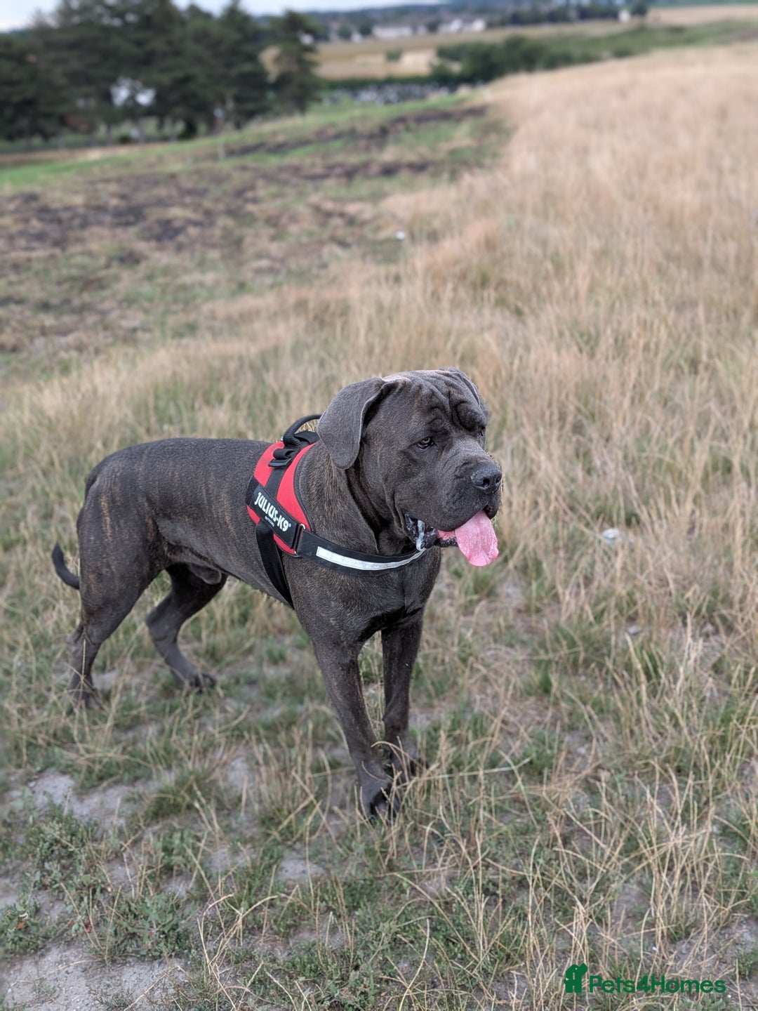 Cane Corso dogs for stud: Purebred Cane Corso Stud-2 Years Old - Image 1