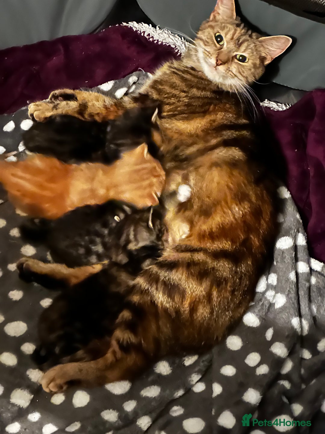 Domestic Shorthair cats for sale: 4 beautiful kittens, 2 boys and 2 girls - Image 8