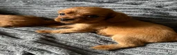 Cavapoo dogs for sale: Toy Cavapoo puppies- 3 boys & 3 girls  in Bristol - Advert 10