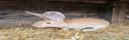 Continental Giant rabbits for sale: Continental Giant Rabbit babies available  - Advert 9