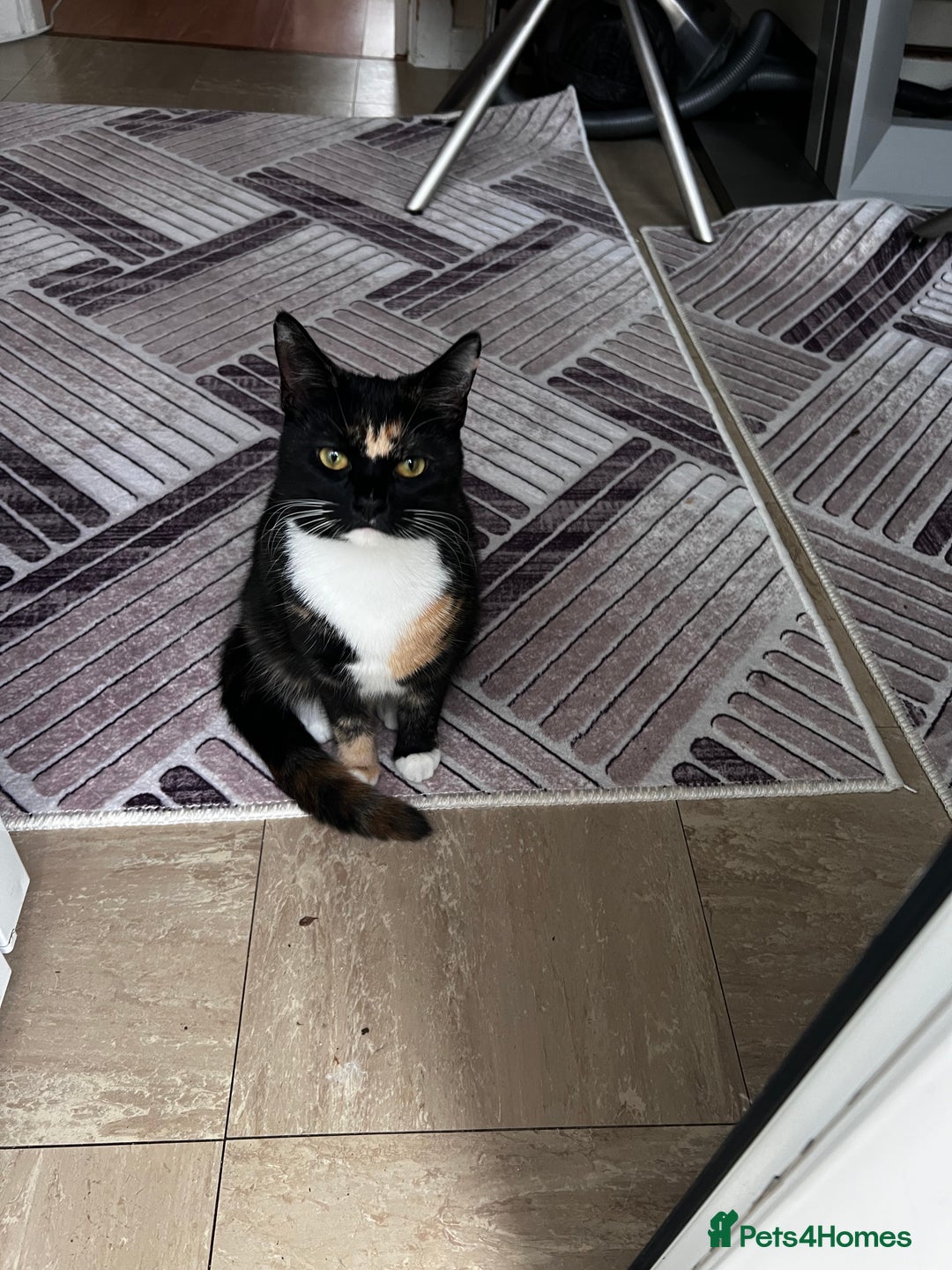 Domestic Shorthair cats for sale: Female Cat - Advert 3