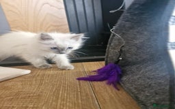 Ragdoll cats for sale: Adorable ragdoll kittens  - Image 9