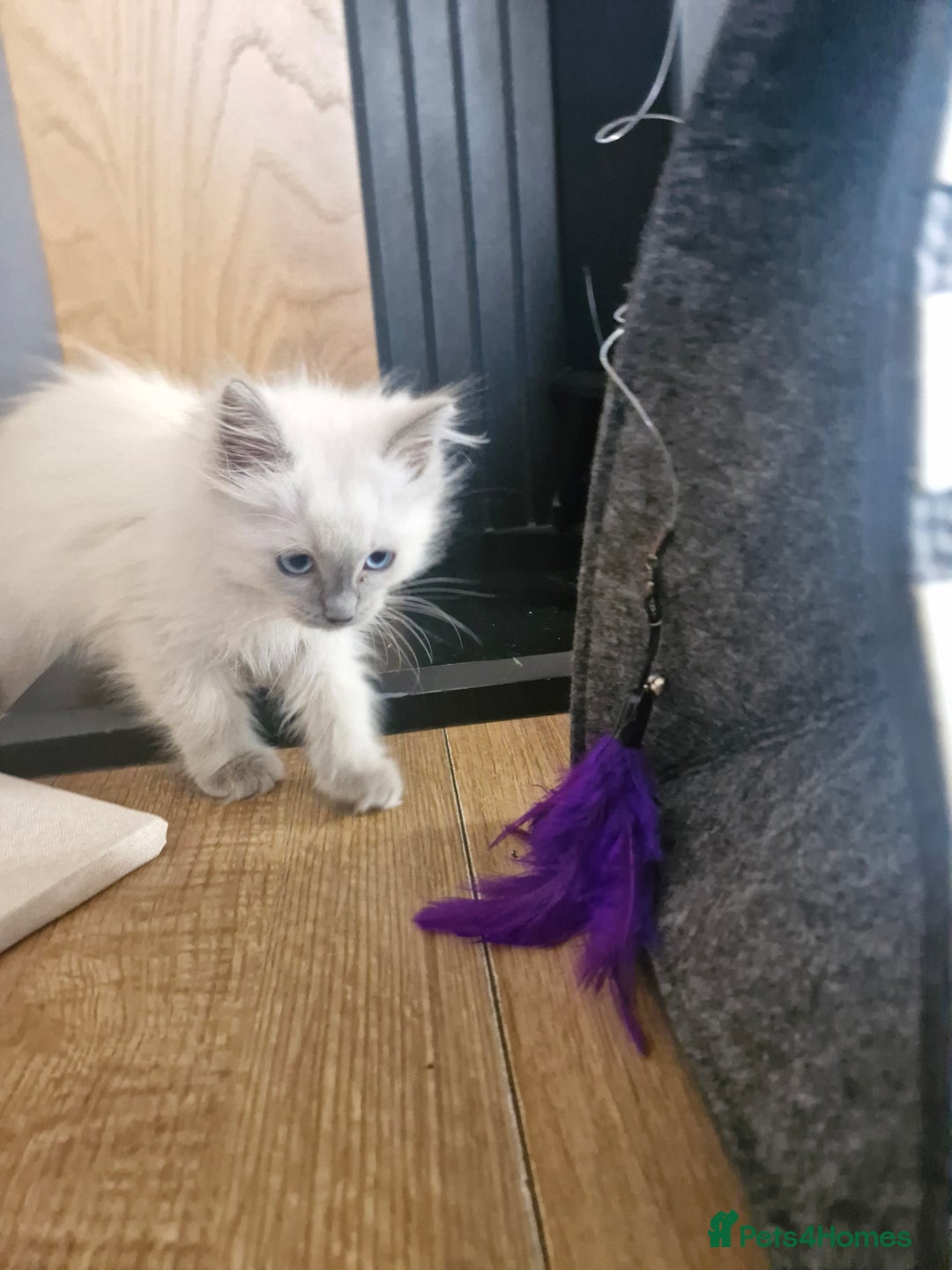 Ragdoll cats for sale: Adorable ragdoll kittens  - Image 9