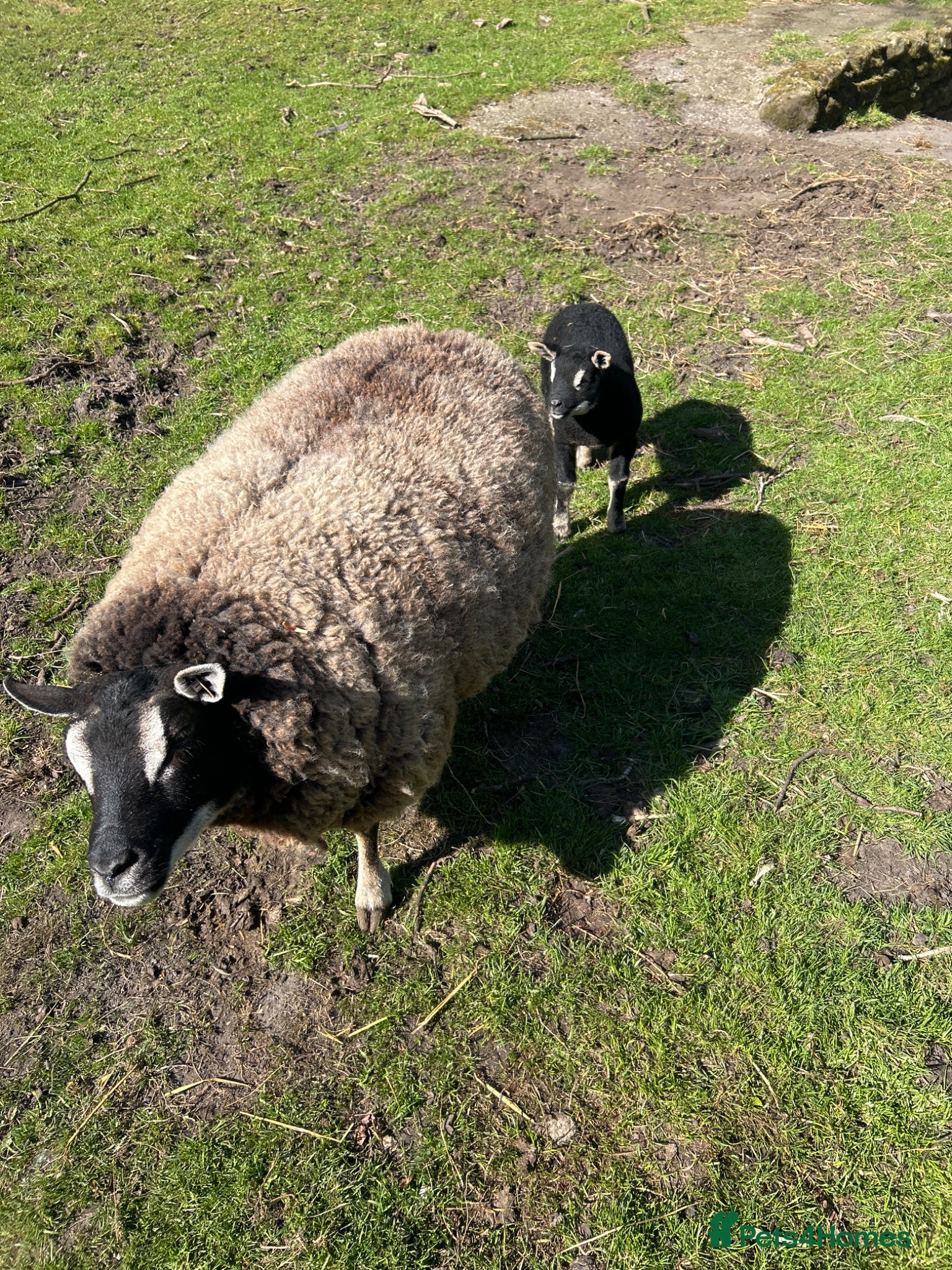 Sheep livestock Badgerface texel ewe and tup lamb  - Advert 12