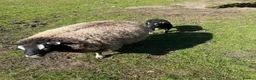 Sheep livestock for sale: Badgerface texel ewe and tup lamb  - Advert 1