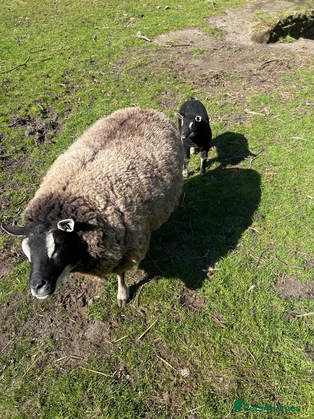 Sheep livestock for sale: Badgerface texel ewe and tup lamb  - Advert 1