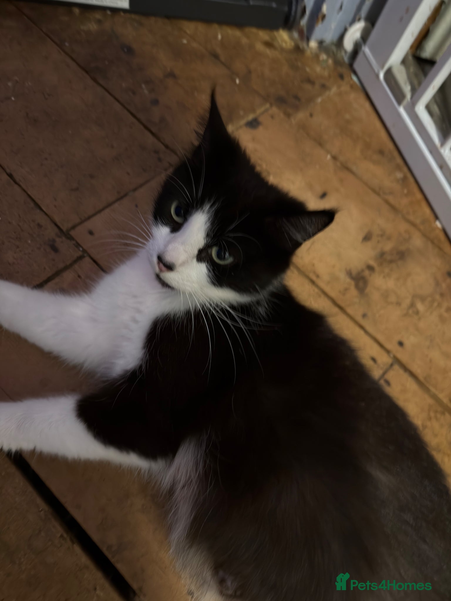 Mixed Breed cats Mix breed kittens - Advert 3