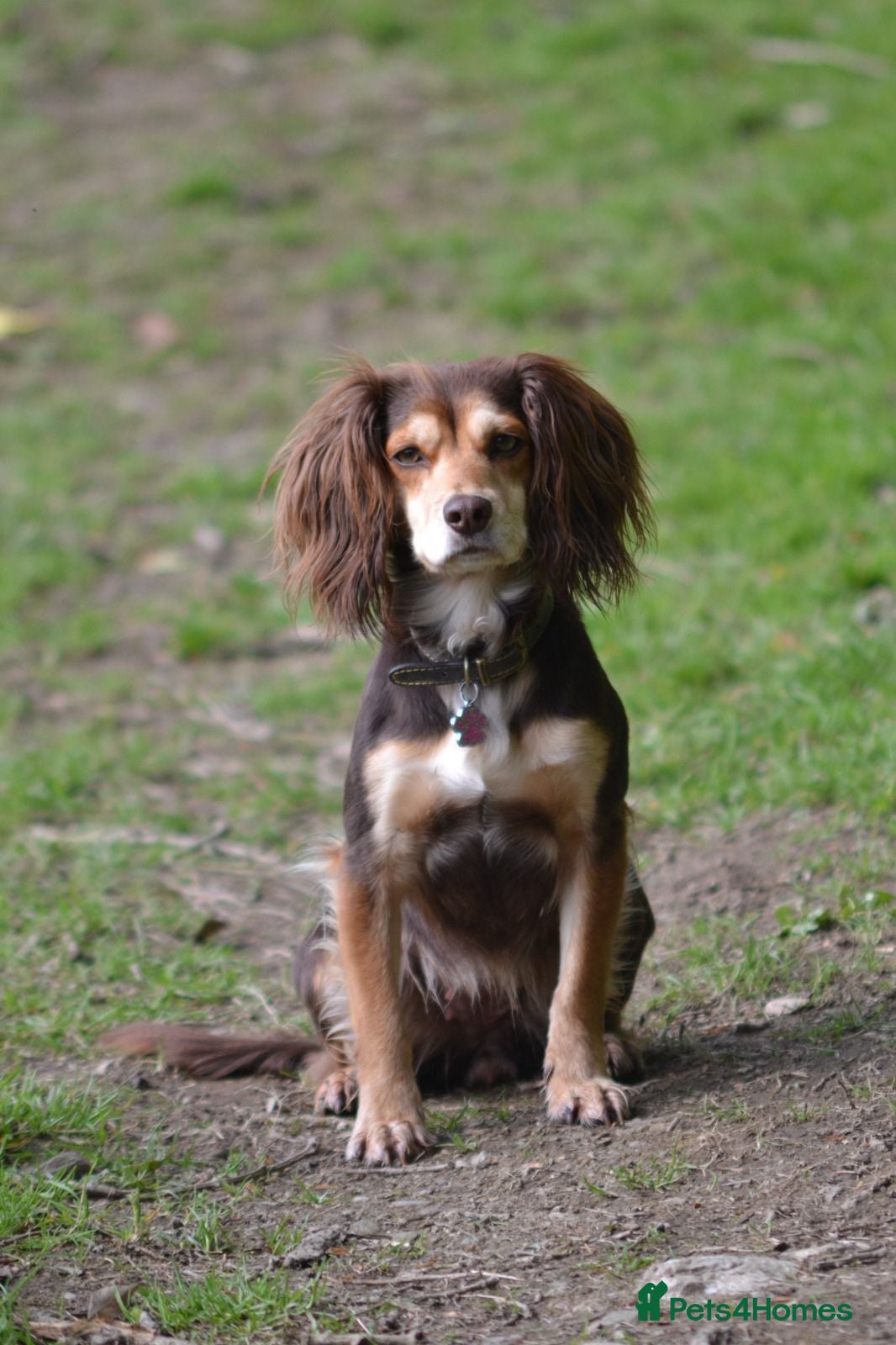 Cocker Spaniel dogs Beautiful Working Cocker Spaniel Puppies - Advert 1