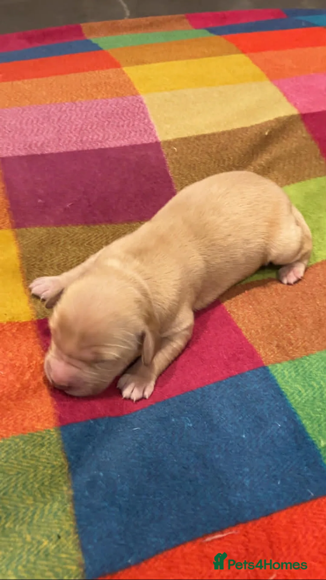 Mixed Breed dogs for sale: Goldendoodle Puppies 6 girls 3 boys - Advert 15