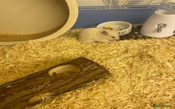 Hamster rodents for sale: Hamster & cage & all accessories in Ormskirk - Image 4