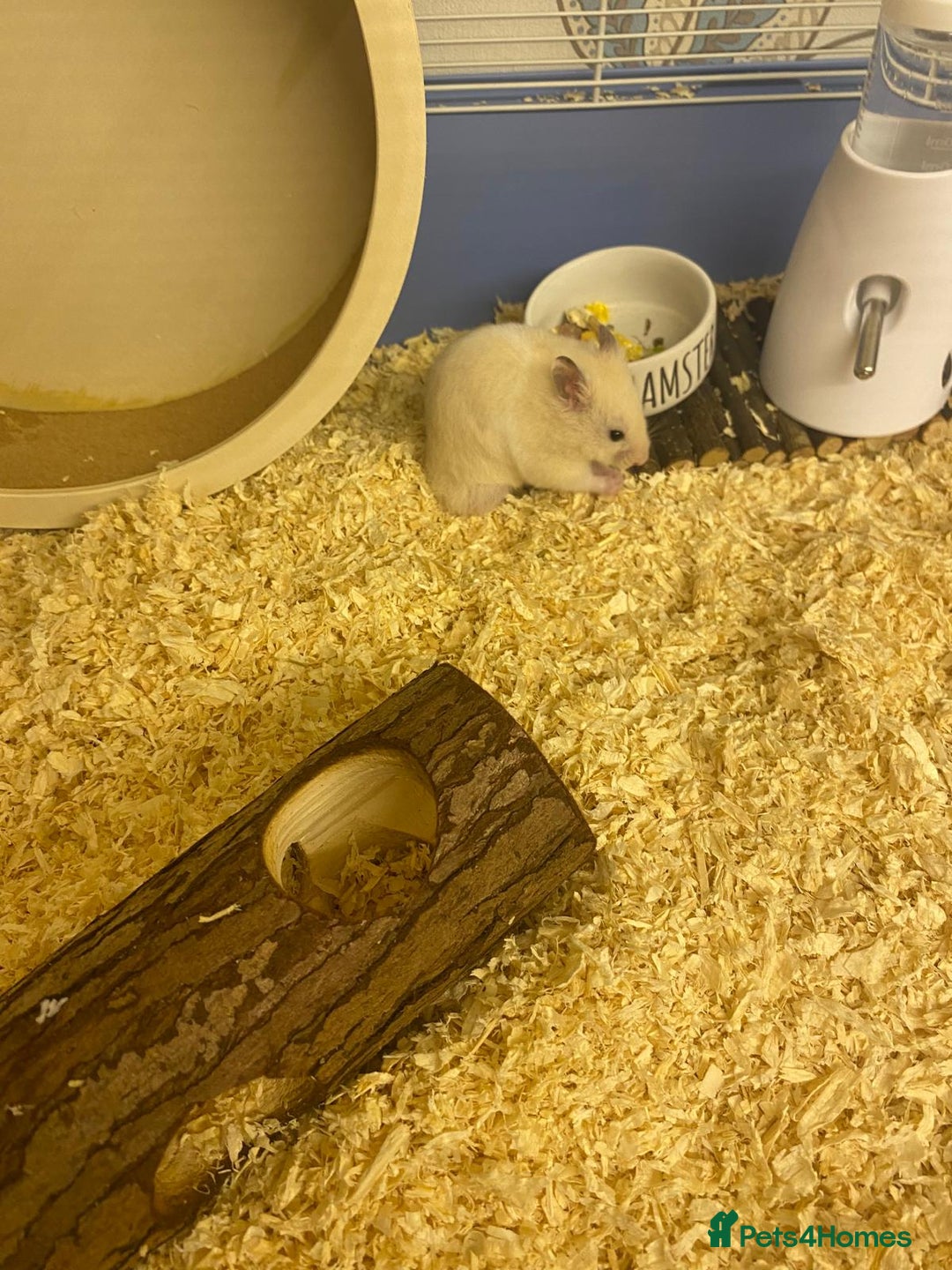 Hamster rodents for sale: Hamster & cage & all accessories in Ormskirk - Image 4