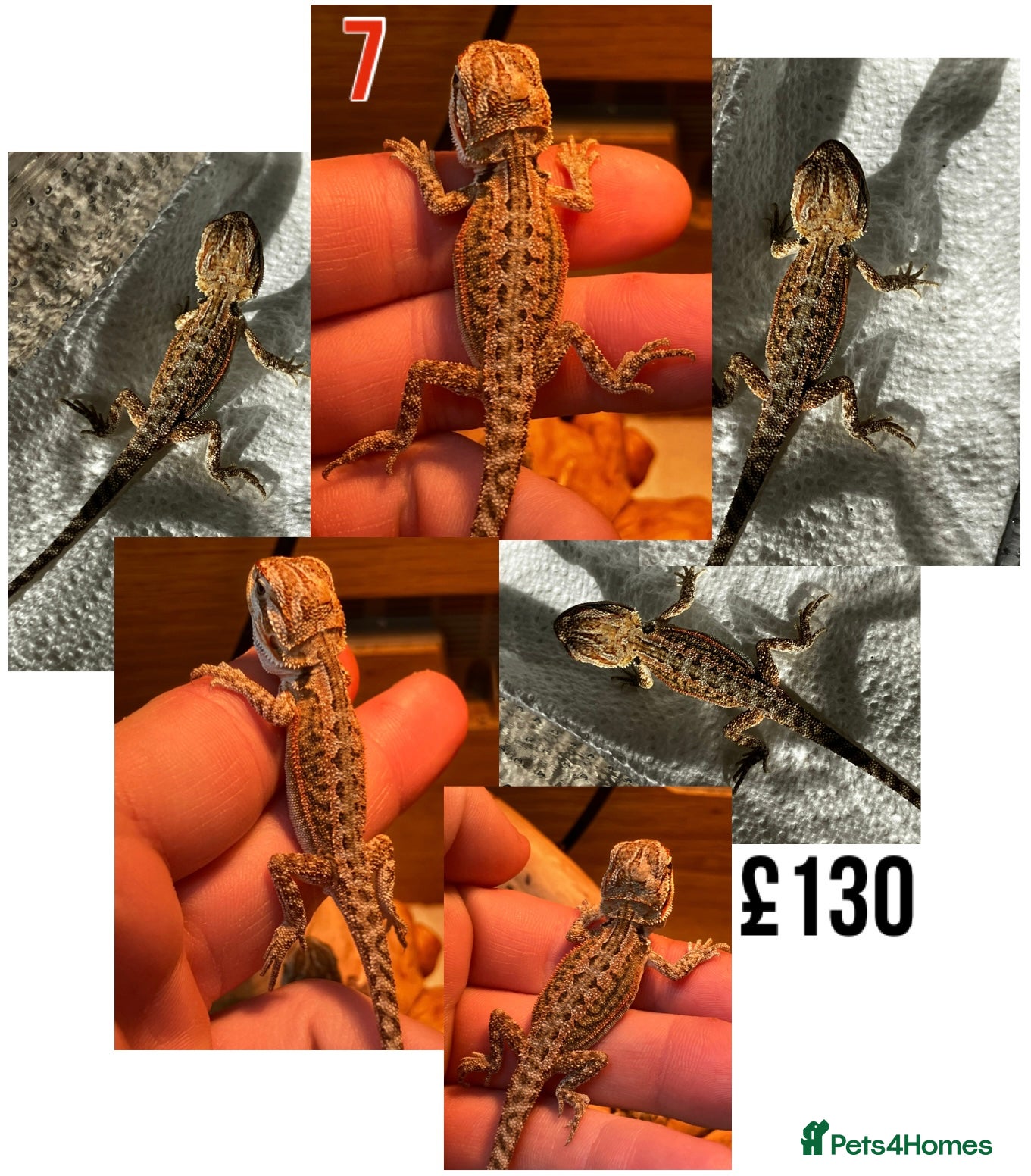 Bearded Dragon reptiles for sale: Baby Bearded Dragons For Sale! - Advert 13