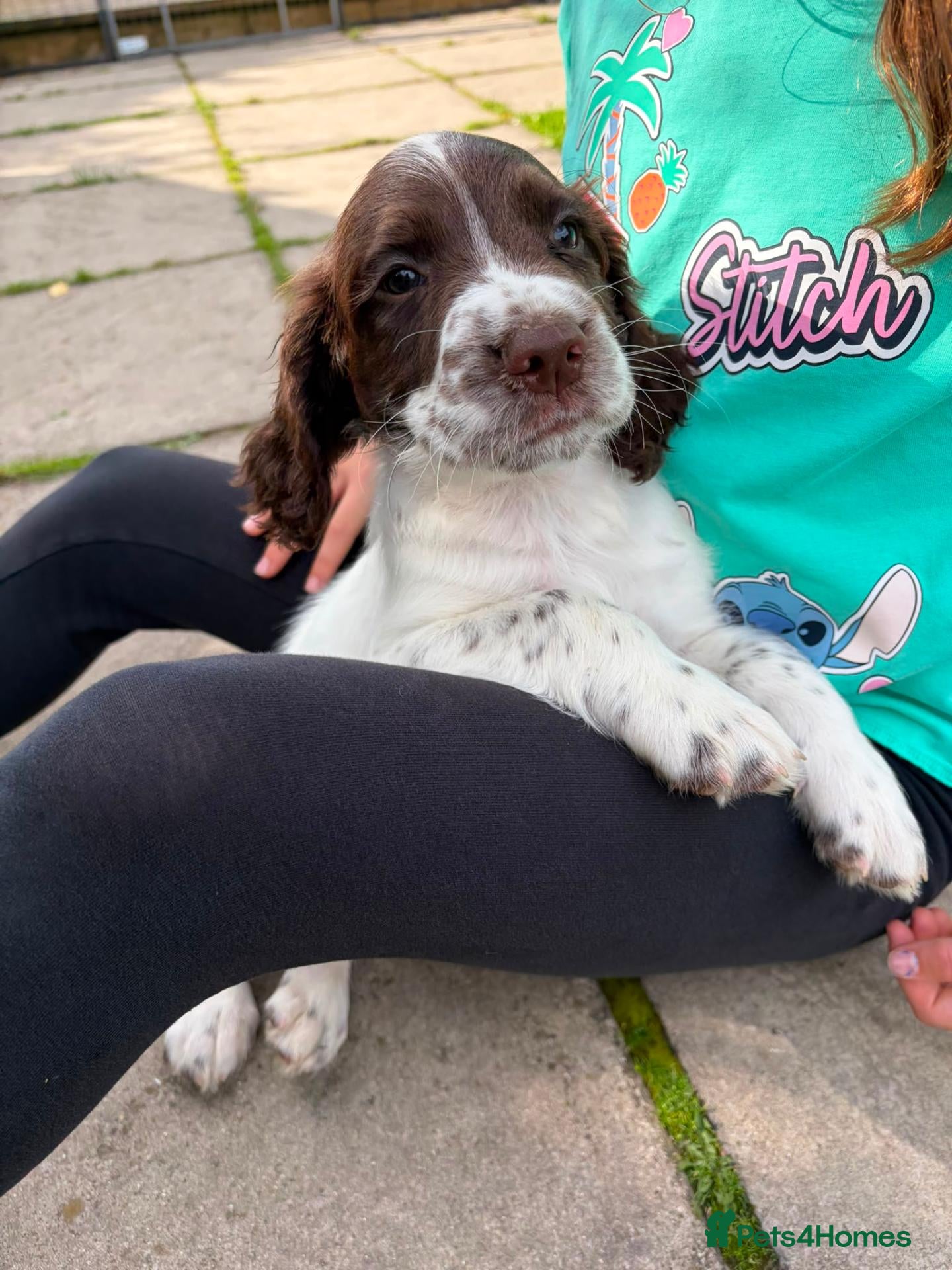 English Springer Spaniel dogs Price reduced KC Reg English Springer Spaniel  - Advert 1