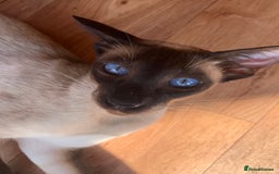 Siamese cats for sale: 2 half Siamese kittens  - Image 4