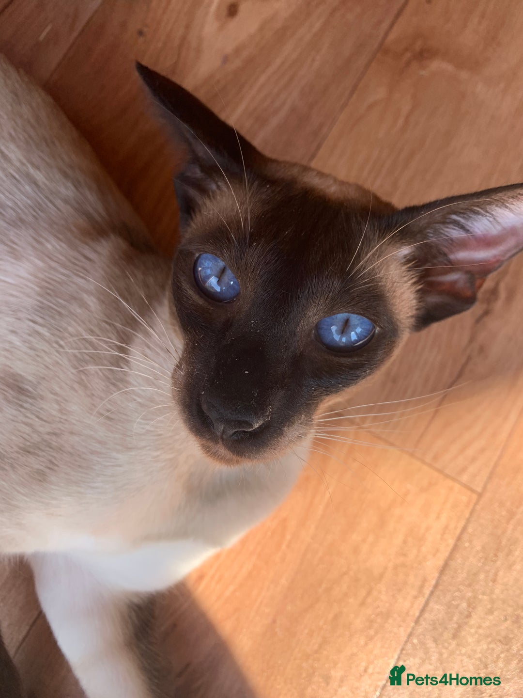 Siamese cats for sale: 2 half Siamese kittens  - Image 4