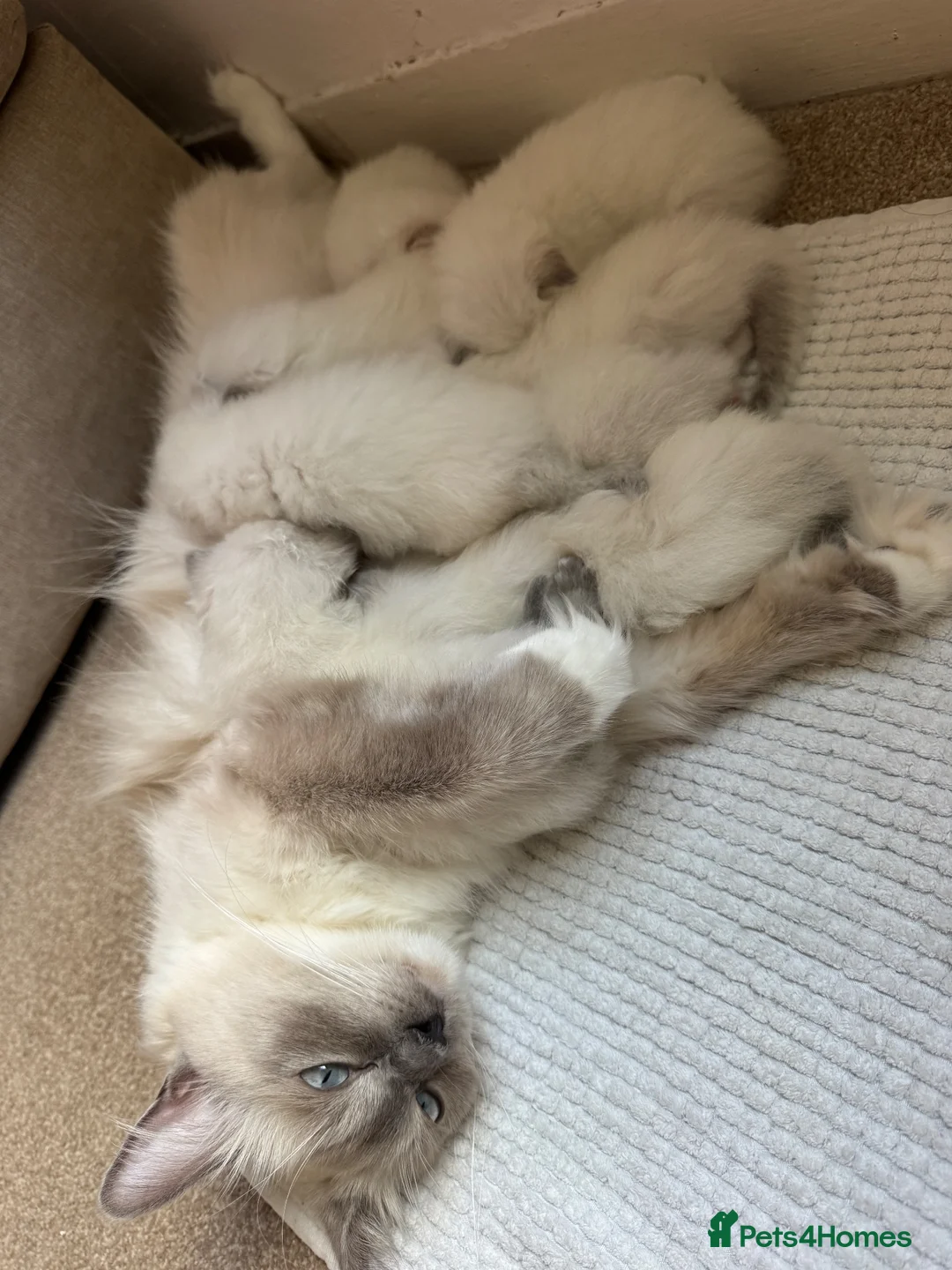 Ragdoll cats for sale: 8 beautiful ragdolls for sale in Ware - Advert 2
