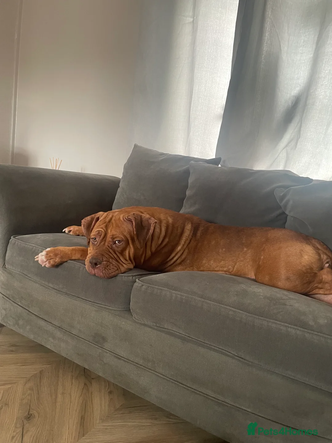 Mixed Breed dogs for sale: Beautiful Girl, Sad Circumstances  - Advert 12