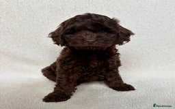 Cockapoo dogs for sale: Meet your new best friend!! - Image 11