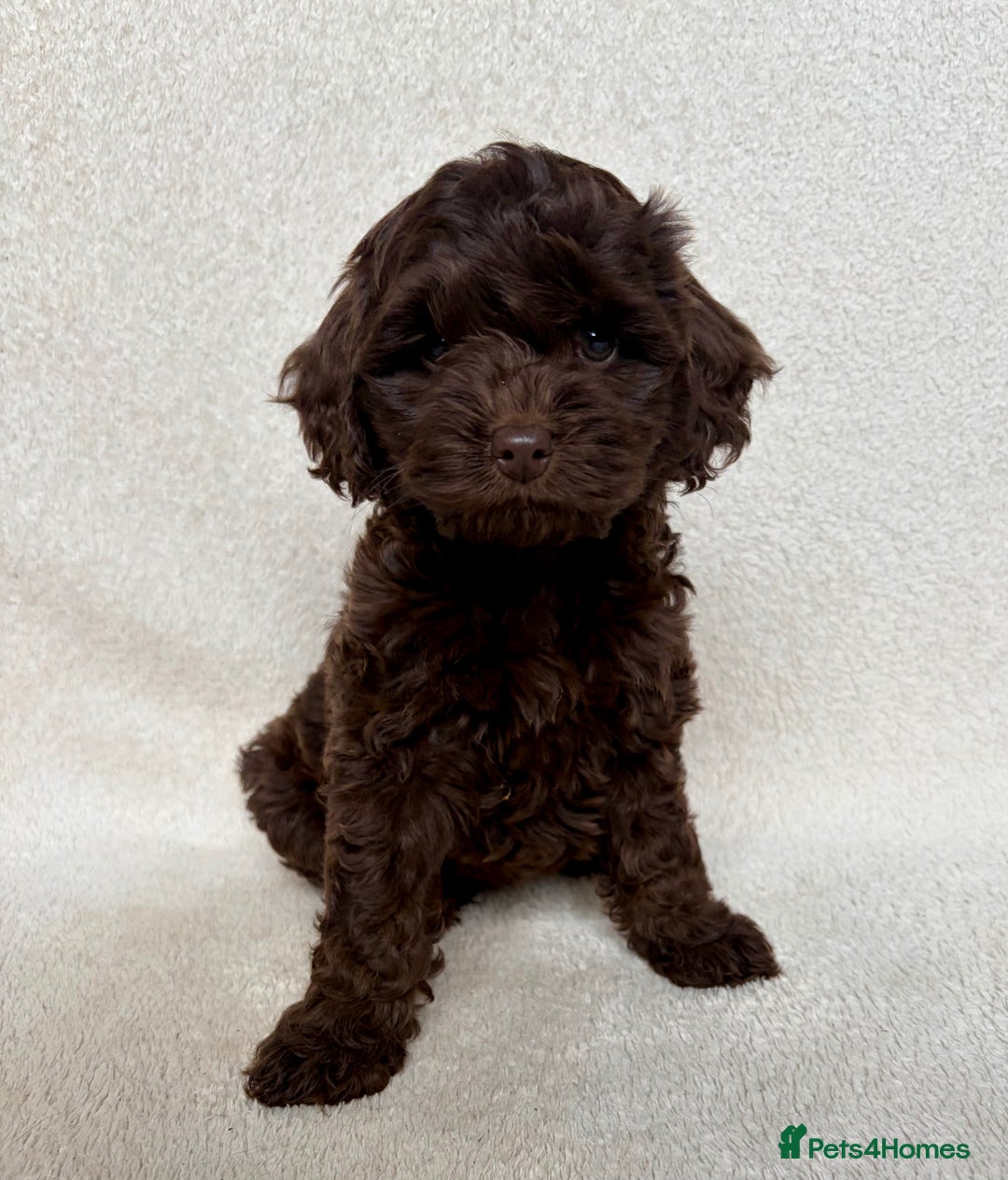 Cockapoo dogs for sale: Meet your new best friend!! - Image 11