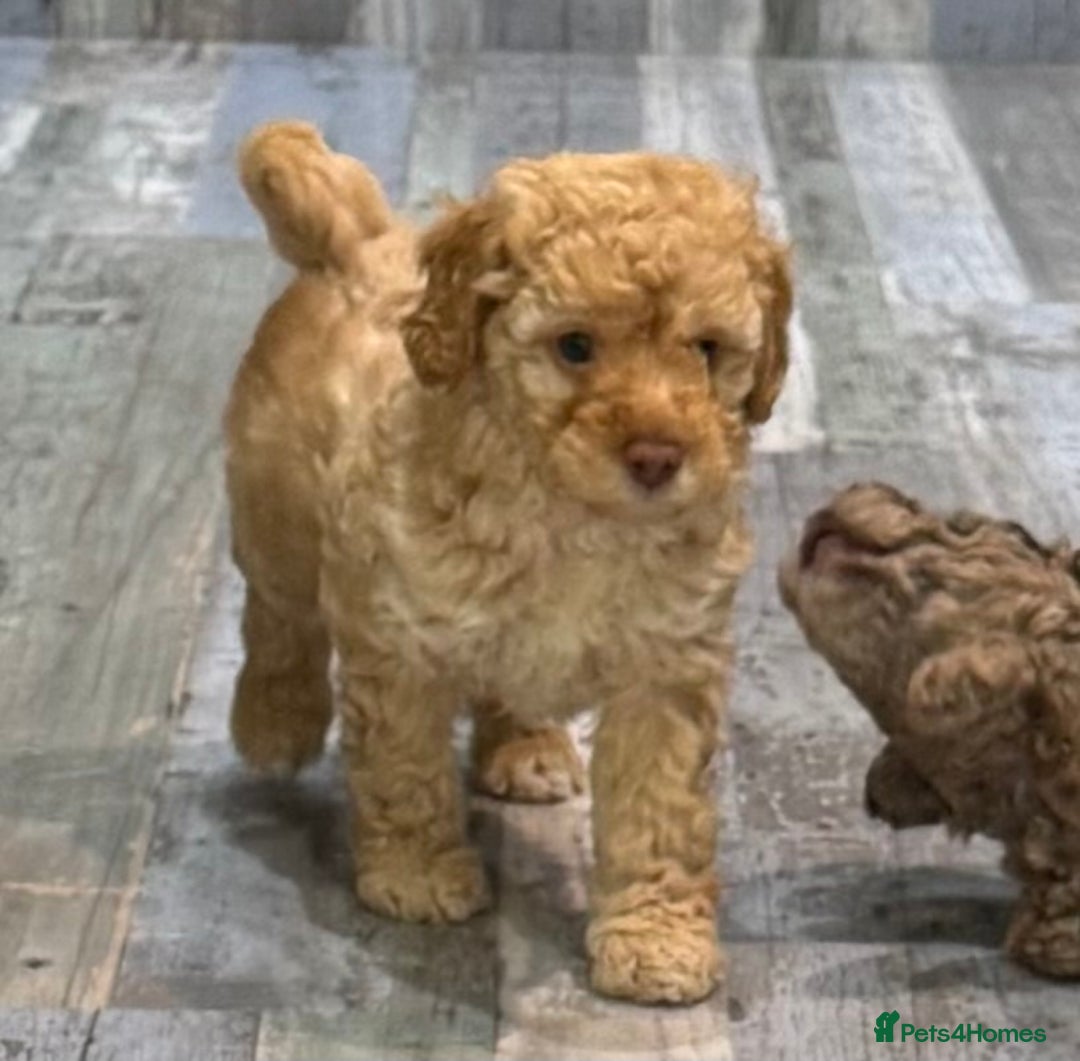 Cavapoochon dogs for sale: F1b Cavapoochon  - Image 36