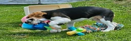 Beagle dogs for sale: Stunning Male Blanket Tri Beagle Puppy - Ready Now - Advert 8